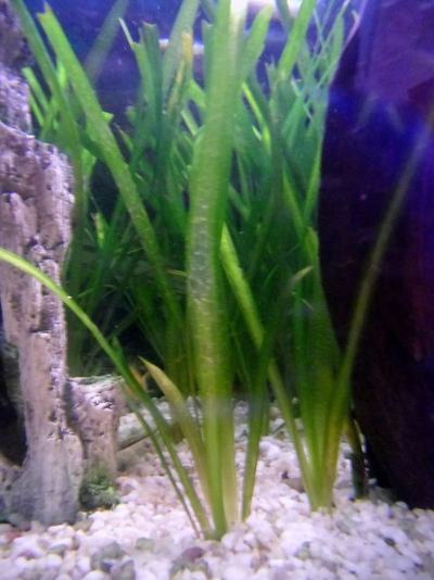 Vallisnérie naine (Vallisneria nana)