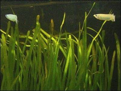 Vallisnérie (Vallisneria spiralis)