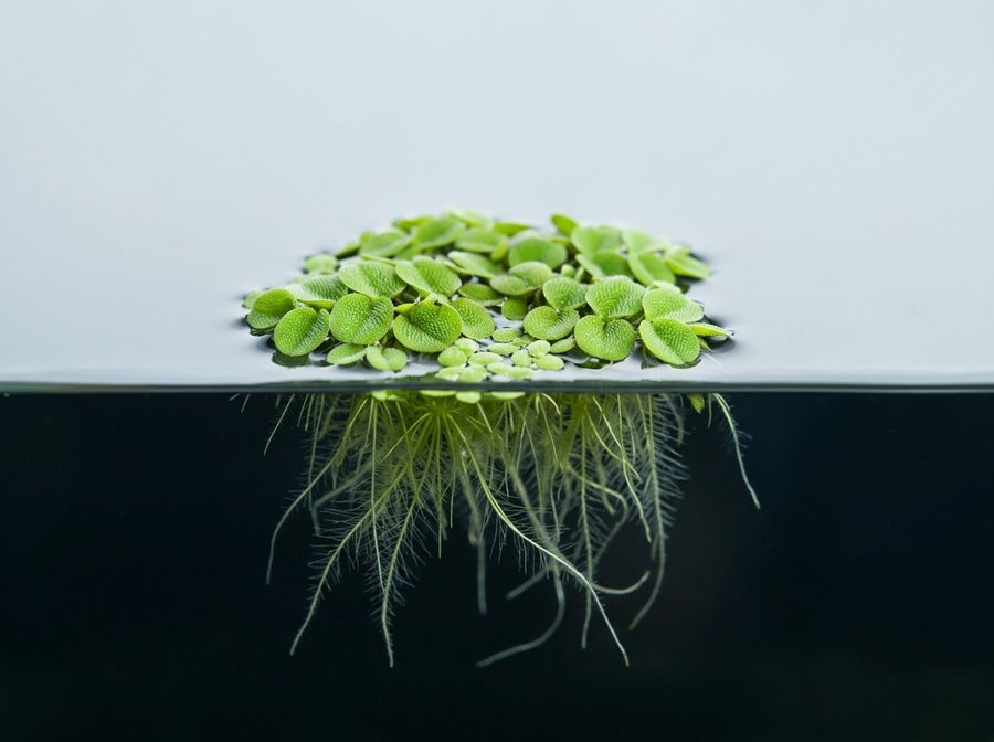 Plantes flottantes d'aquarium vues de dessus avec leurs racines